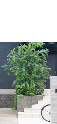 シンボルツリー